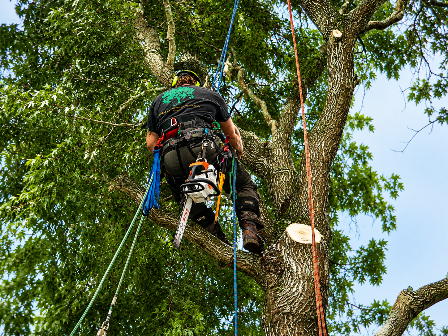 Tree worker secured with climbing ropes in a leafy tree, with a chainsaw attached to the harness