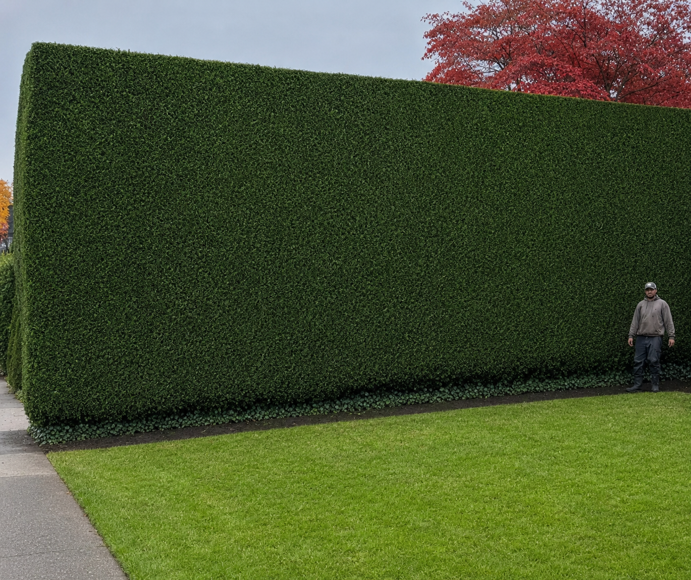 Hedge beside a residential property
