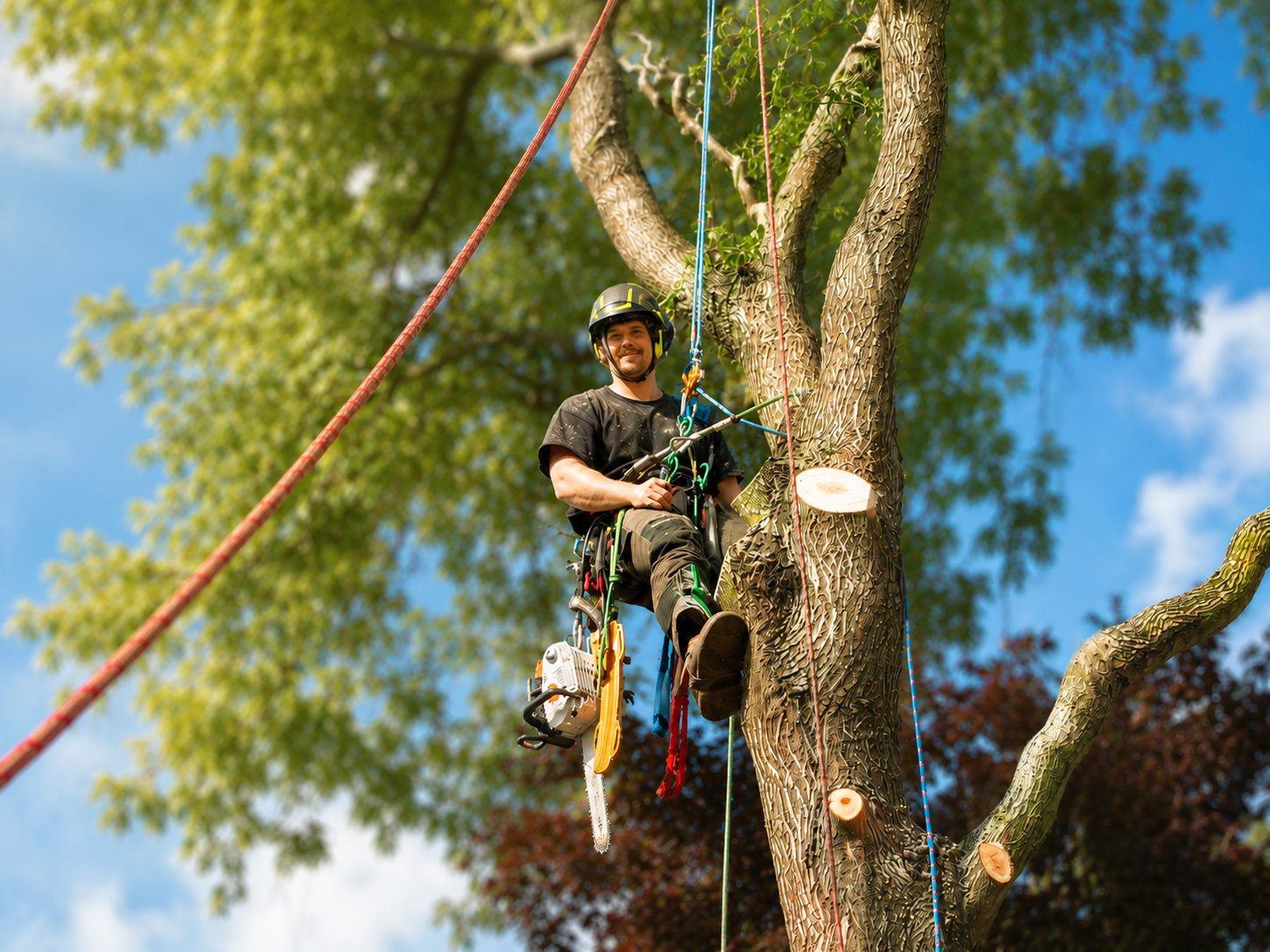 Deadwood and hazard limbs on a Metro Vancouver tree before fall storm season